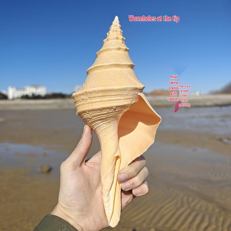 Large Conch Seashell Ornament for Wall Decor, Aquarium Aquascaping, and Sea Sound Collection