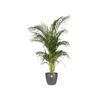 ELHO Pot de fleurs Brussels Rond - Ø 30 x H27,1 cm - Anthracite