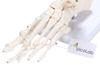 picoLab Foot Skeleton Model, Foot Bone Model, Foot Bone Model, Toes, Left Foot