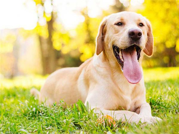 5d Diy Diamond Painting Labrador Dog Room Decor Diamond Embroidery Animal Natural Scenery Mosaic Crystal Picture