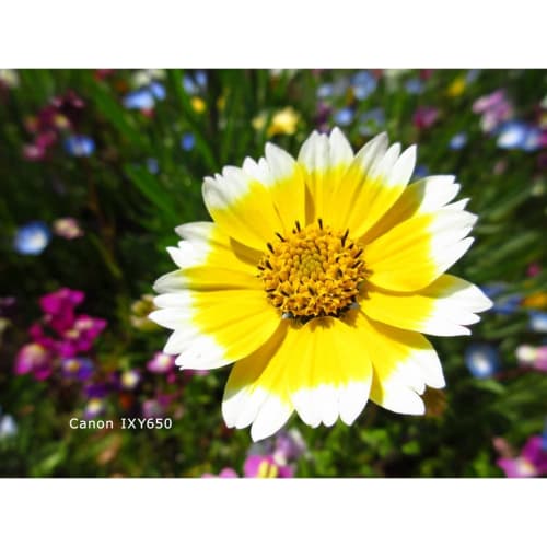 Câmera Digital Compacta Canon IXY 650 Prata Zoom Ótico 12x/Compatível com Wi-Fi IXY650SL