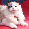 Chinese Style Braided Cat Collar Handmade Puppy Collar Pet Bell Necklace  Jewelry Accessories
