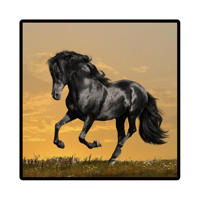 Art Picture Nordic Home Decor Canvas Painting Modern Cuadros Decoracion Beautiful Horse Wall Pictures Poster Cute