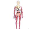 19 Pieces Clear Human Body Structure Model Torsol Toy Detailed Skeleton for