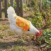 Adjustable Hen Apron Waterproof Chicken Harness Vest Practical Chicken Dress  Pet Clothes