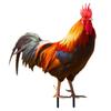 1pc Acrylic Simulation Rooster Card Outdoor Courtyard Insertion Garden Lawn Decoration Courtyard Style Decoration
