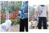 Homie Pettie Multifunctional Dog Shoulder Crossbody Car Adjustable Length 30cm Shock 3M Reflective Gradient High Long and Short for Large and Medium