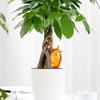New Garden Watering Tools Cute Bird Automatic Watering Device Lazy Self-Water Drip Irrigation Indoor Flower Plant Spike Dripper