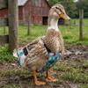 Adjustable Cartoon Pattern Duck Diaper Breathable Elastic Band Christmas Pet Diaper Bow Knot Washable Goose Diaper Poultry Care