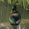 Creative Realistic Mandarin Duck Statue Floating Resin Swan Sculpture Cute Artificial Duck Statue Fish Tank