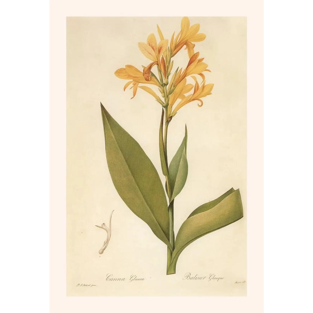 Pósters y Grabados Botánicos Vintage Color Melocotón Lirio de Barbados Crinum Pintura sobre Lienzo Arte de Pared Imagen para Decoración de Habitación Oficina
