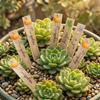 14 Pieces Garden Labels with Stakes Waterproof Placards WeatherResistant Plant for