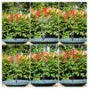 2.5W Solar Bird Bath Fountain Pump with 6 Nozzle Spray Modes