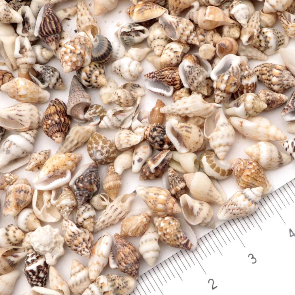 Concha casa cerca de 50 peças [PEDRA DOURADA] peças, resina, 10g, concha, materiais, tempo, feito à mão, artesanato, natural, concha, material, caracol,