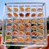 Magnetic Seashell Storage Box Transparent Acrylic Display Case for Starfish Conch Trinket Small Craft Organizers