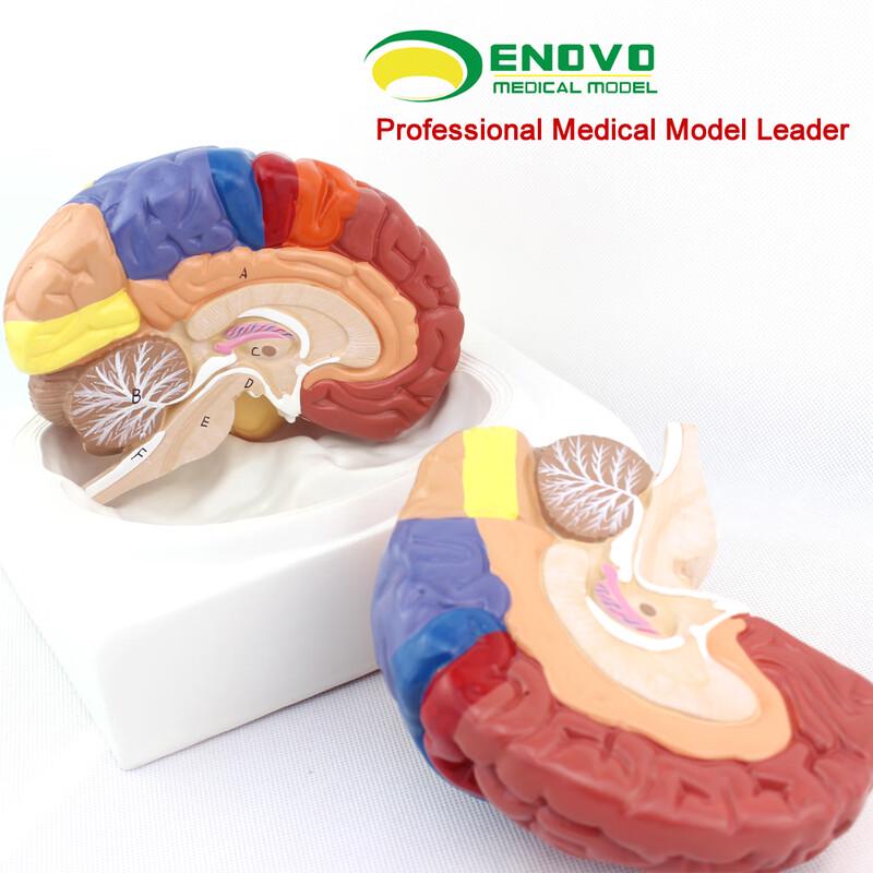 ENOVO Brodmann Brain Cortical Function Model