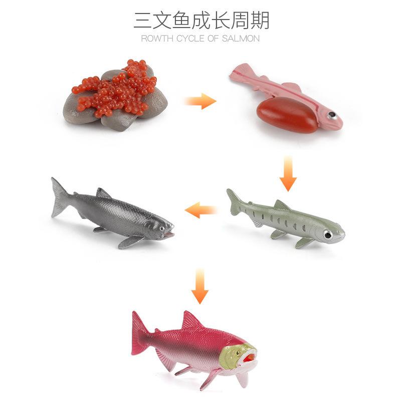 Hot Animal Life Cycle Board Children Toys Montessori Teaching Aids Plant Animal Growth Cycle Model Set Preschool Cognitive Toys