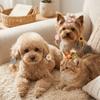 24pcs Elastic Dog Hair Tie Decorative Flower Hair Tie Fashion Dog Grooming Decor  Outdoor Walking