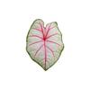 Acrylic Monstera Leaf Coaster Tropical Green Plant Cup Mats Anti-Slip Cup Holders Countertop Protector Kitchen Drink Coasters