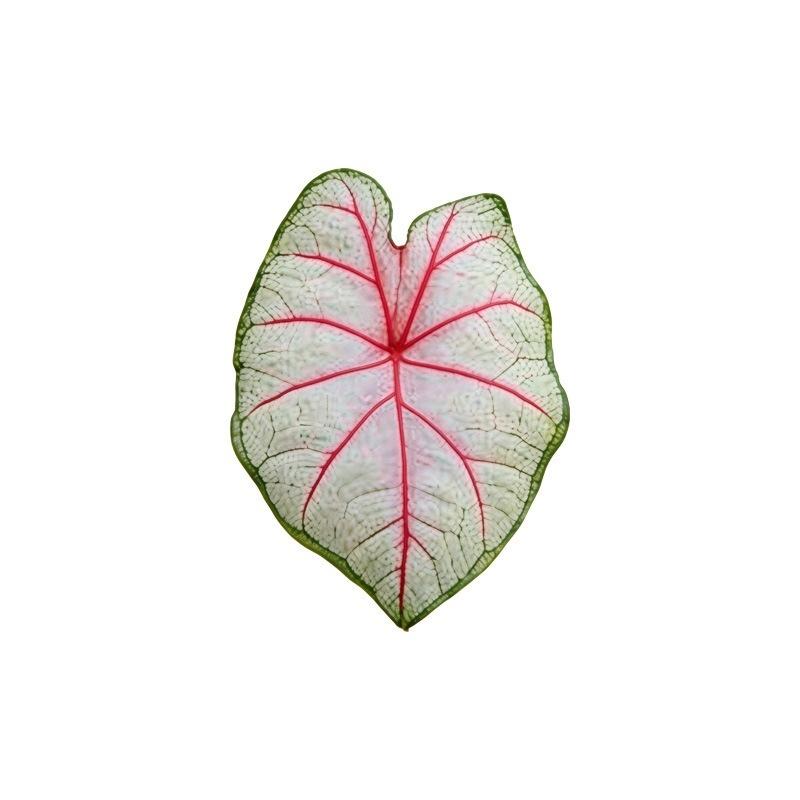 Acrylic Monstera Leaf Coaster Tropical Green Plant Cup Mats Anti-Slip Cup Holders Countertop Protector Kitchen Drink Coasters