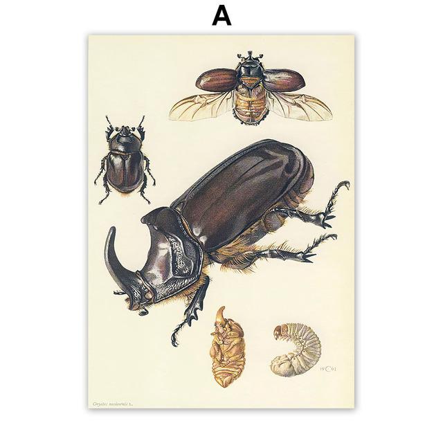 

Винтажный образец насекомого с жуком, иллюстрация, скандинавское настенное искусство, холст, живопись, постеры и принты, фотографии для декора гостиной 21*30cm