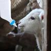 500ml/800ml Goat Milk Feeder Bottle With Feeding Nipple Hangable Lamb Milk Bottle Feeding Bottle For Small Animals