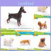 Model Pvc Dog With Doberman Shiba Inu Poodle Samoyed For Display Gift And