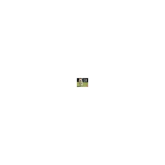 I LOVE Shiba Calendar 2026 (Monthly/Wall Hanging) (Neko Publishing) (Calendar 2026) (Calendar Series)