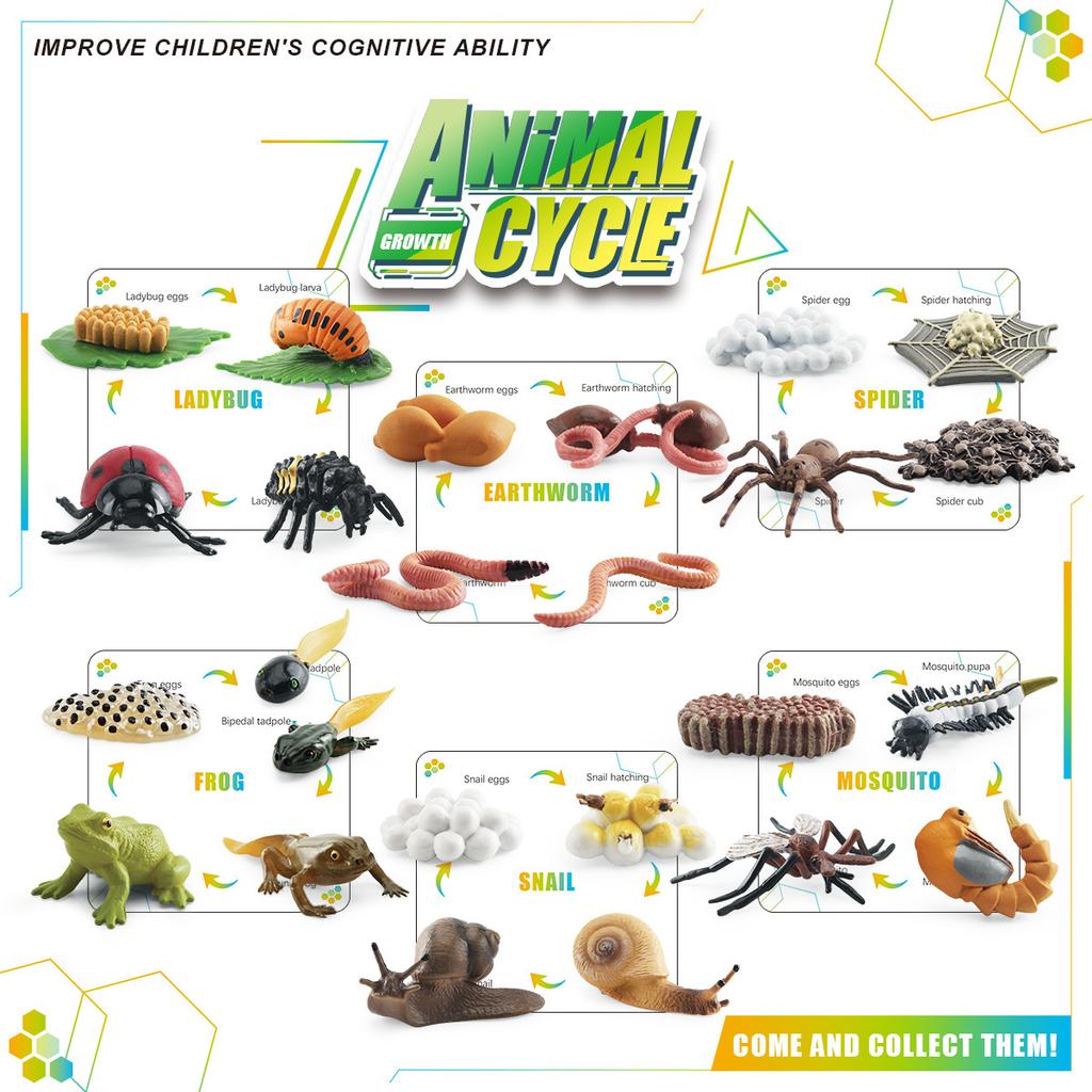 Simulation Animal Growth Cycle Storage Box Set Ornament Mosquito Spider Ladybug Frog Earthworm Snail Model
