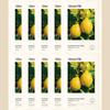Essential Lemon Mask Sheet 10 Sheets