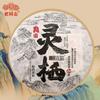 Torta di tè Puer crudo superiore Haiwan The Gathering of Plant Spirit Shen Puerh Tea 400g