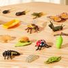 Mini Animal Life Cycle Plant Animal Growth Cycle Model Set School Biology Teaching Tools Biomimetic Desktop Ornament TMZ