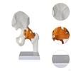 Human Hip Joint Model with Ligaments,Educational,Medical Sturdy Teaching Tool Realistic Scientific