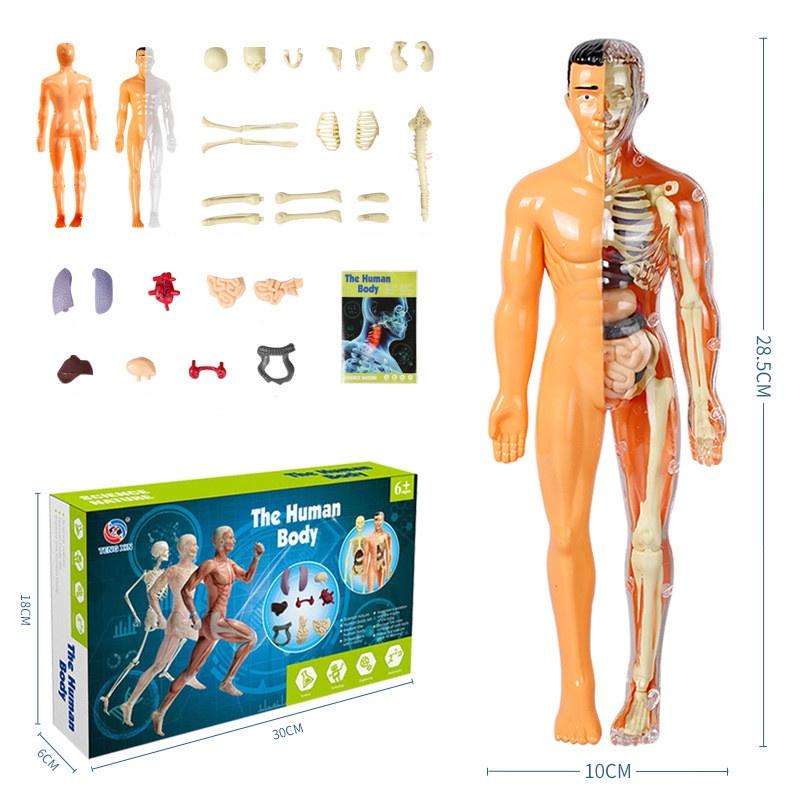

Educational Kid s Toy Model For Learning Human Anatomy Body