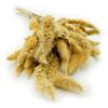 Setaria (Setarea) Bleached Foxtail - Bouquet