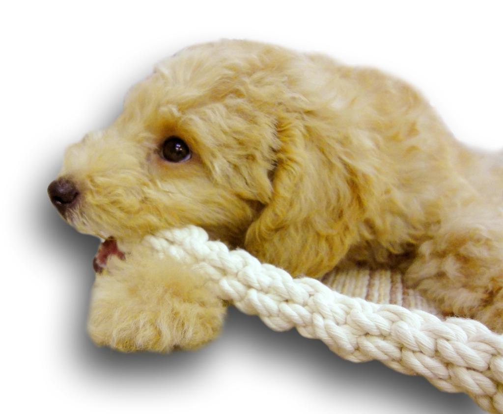 Doggyman Daily Toothpaste Cotton Stick SS