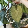 Towels Cleaning Towel Absorbent Handkerchief Hanging Thickened Kitchen Towel Bathroom Kitchen Accessories