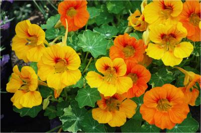 15 Dwarf Nasturtium Seeds - λουλούδια κήπου, φίλος λαχανόκηπου - αναπαραγόμενοι σπόροι αγροτών - SemiSauvage