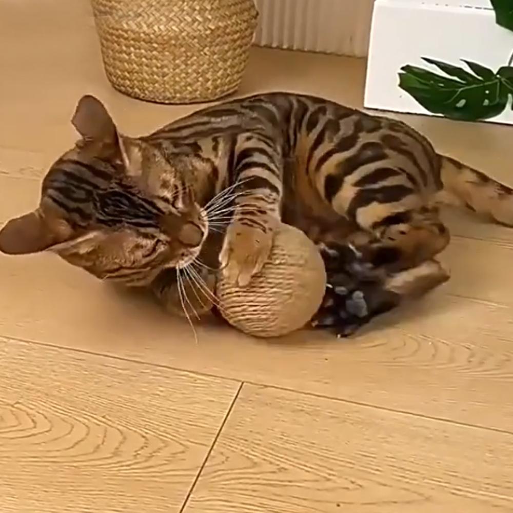 Cat Scratching Ball Toy Bite-resistant Kitten Interactive Chew Toys Funny Cat Scratcher Pet Supplies