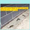 Invisible Transparent Mouse Trap Mat For Catching Rodents In Home Use Strong Adhesive Sticky Pad For Rat Control X 28cm)