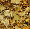 Feng Shui Golden Turtle Money LUCKY Fortune Wealth Chinese Golden Frog Coin for Home Decor Tabletop Ornaments Lucky Gift