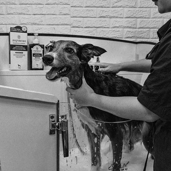 Espian Green Spa Deep Cleansing Dog Shampoo Pro, Korean pet shampoo