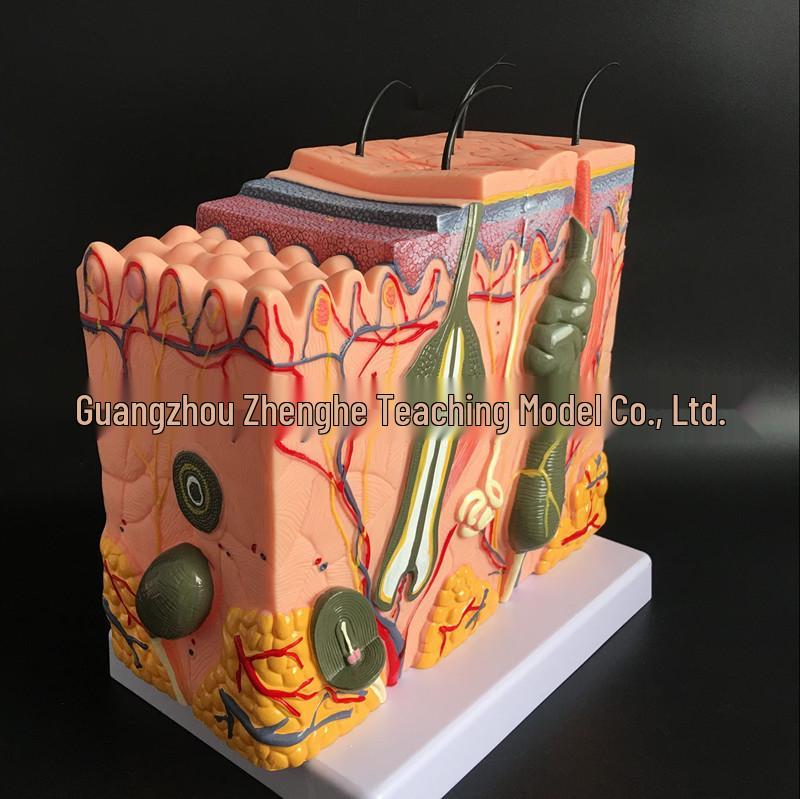 70x Magnified Skin Structure Model: Hair Follicle & Sweat Gland Anatomy Approx. 70x, 27cm x 19cm x 25cm