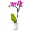 Ceramic pot for orchids 15 cm white