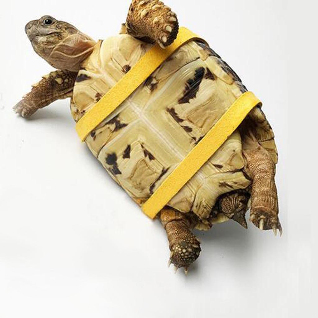 great dane dog jacket