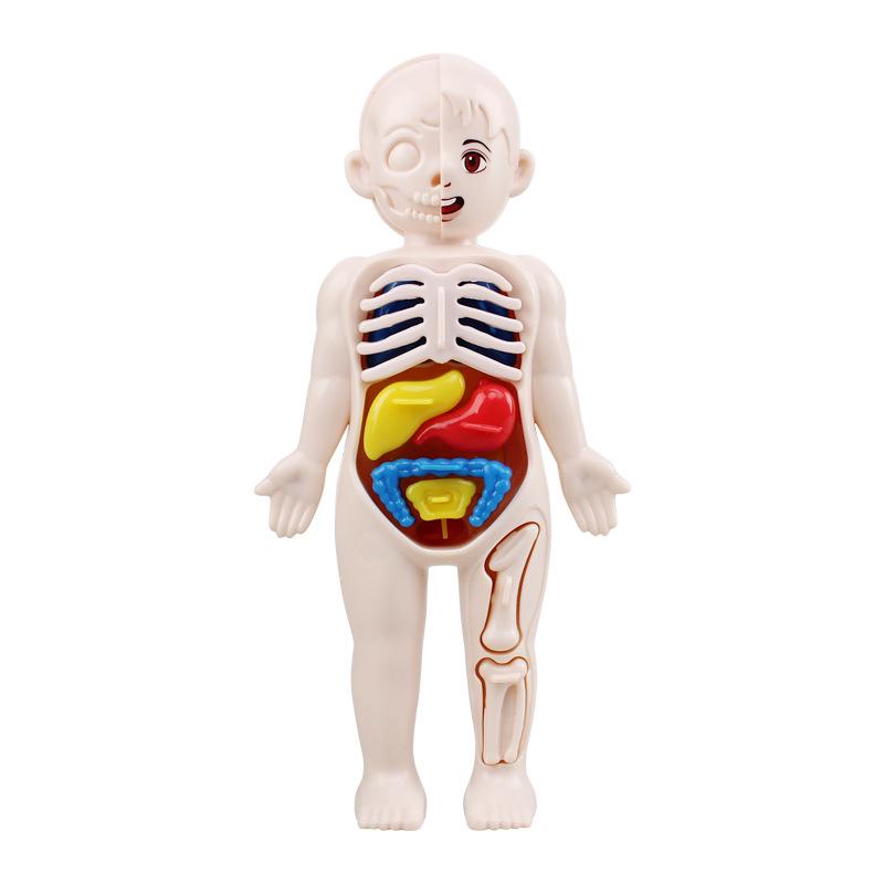 DIY Human Organ Structure Model for Children's Science Education