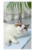 Cooling Ice Silk Pet Mat for Dogs and Cats