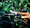 Knife for grafting budding plants