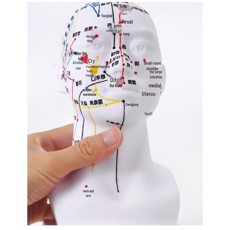 

Модель головы человека 20 см для акупунктуры и массажа лица - Учебный инструмент ТКМ с четырьмя функциями