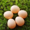 Eggs Simulation Hen Party Supplies Educational Toy Easter  Egg Artificial Eggs Fake Chicken Eggs